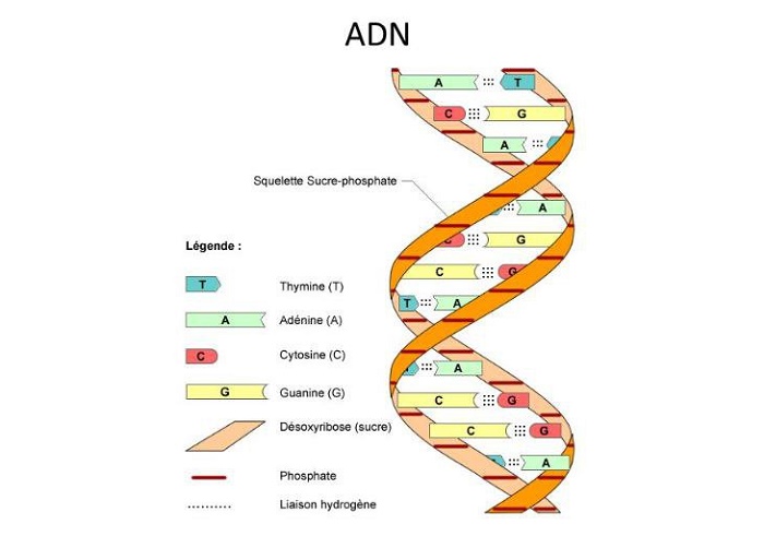 Chức năng của ADN là gì? Các cách lấy mẫu ADN - Vật Lý Trị Liệu