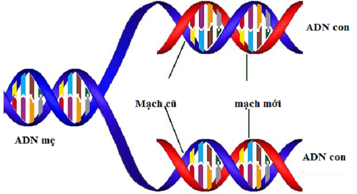 Chức năng của ADN là gì? Các cách lấy mẫu ADN - Vật Lý Trị Liệu