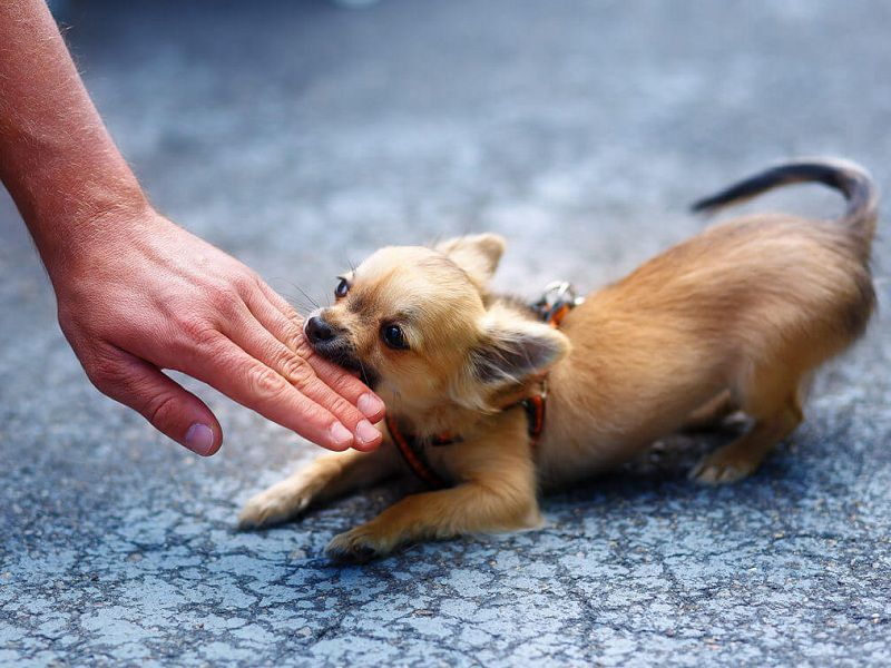 Cần theo dõi bao nhiêu ngày khi bị chó cắn?