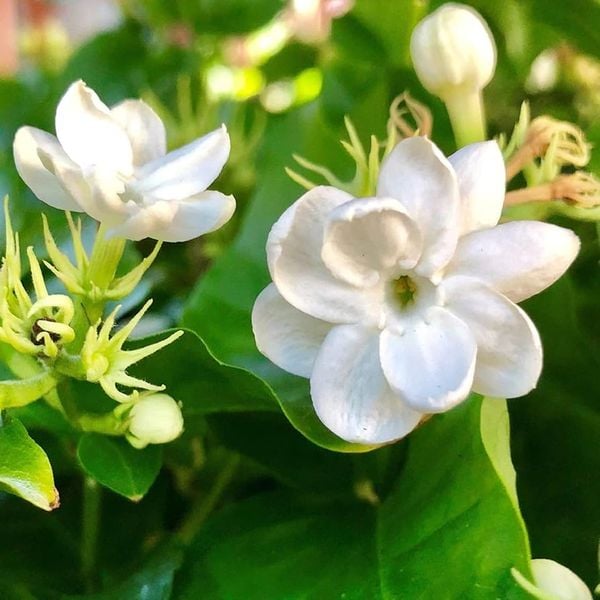 Hoa nhài: Định nghĩa, công dụng và mục đích của hoa nhài là gì?
