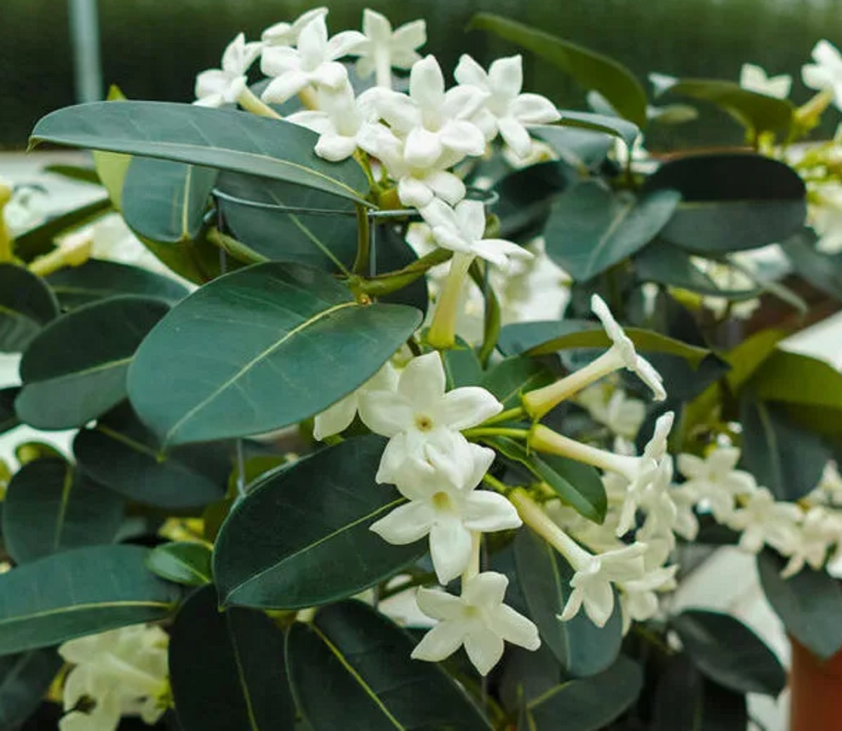 cảm hứng nghệ thuật hoa nhài