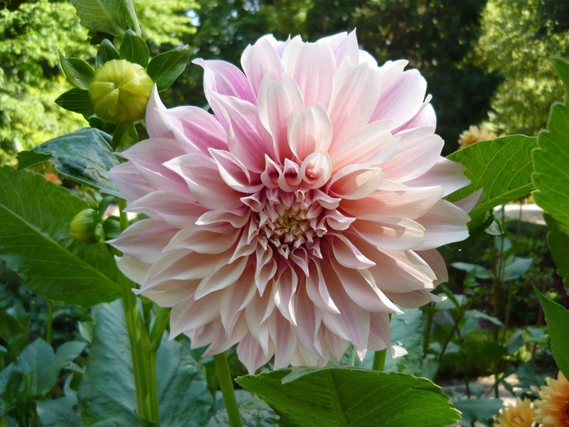 Nguồn gốc hoa thược dược