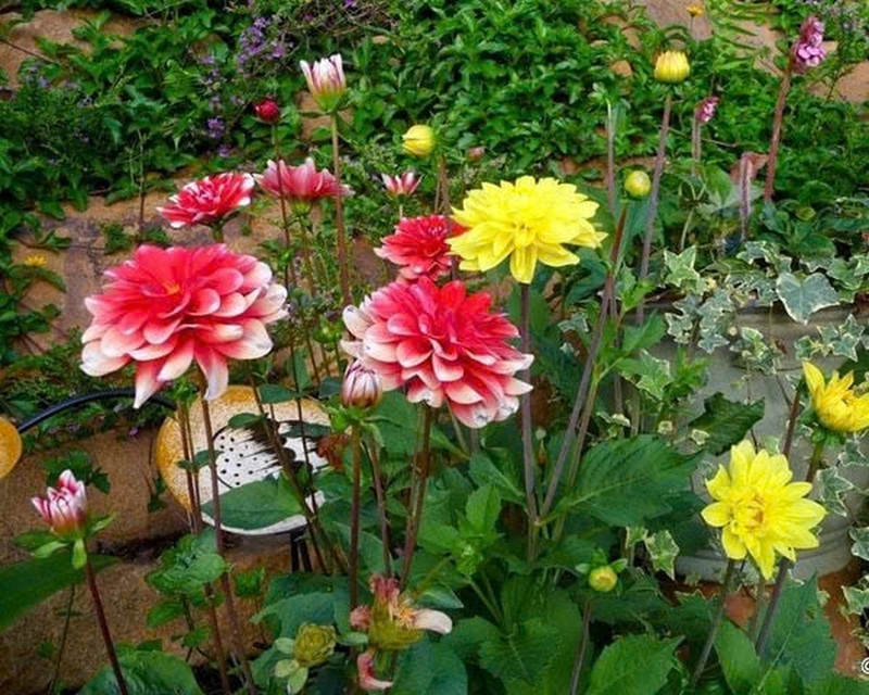 Đặc điểm hoa thược dược