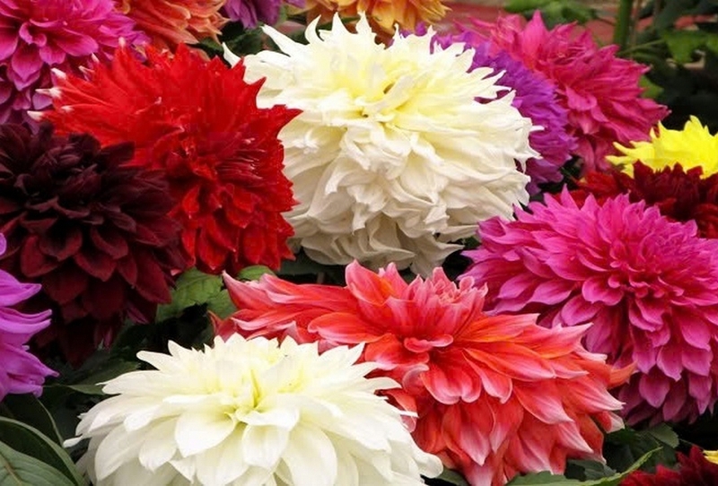 Phân loại hoa thược dược