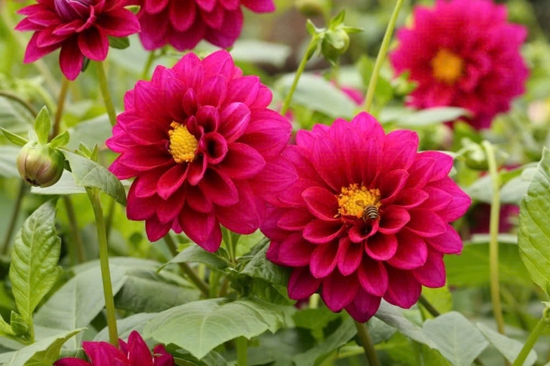 Lợi ích hoa thược dược