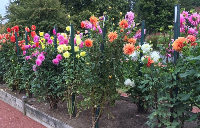 Cách trồng hoa thược dược